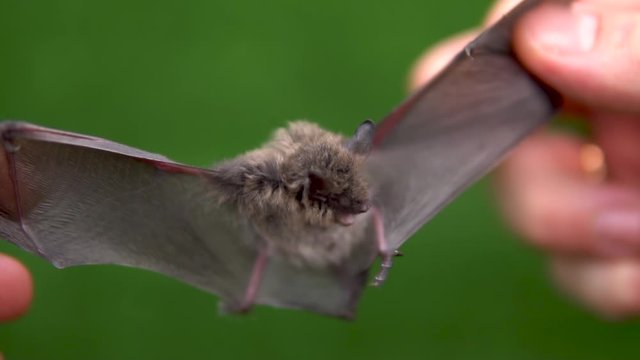 A bat with open wings in the hands of a man
