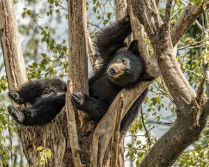 Just Hanging Out