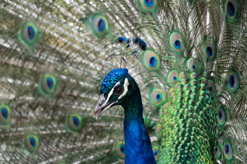 Obraz na płótnie Canvas Peacock Close-Up