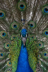 Obraz premium a majestic peacock at Zurich Zoo