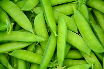 A lot of green pea pods. Natural abstract background.