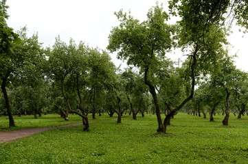 Apple orchard in Moscow Kolomenskoye Park