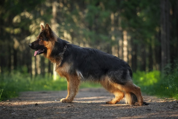 Longhaired German Shepherd dog in summer forest