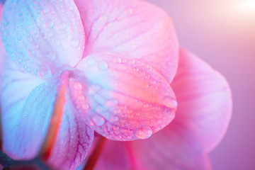 Naklejka na ściany i meble delicate pink Orchid with dew drops close-up on light blue background