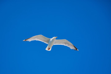 flying seagull against cloudless blue sky with copy space