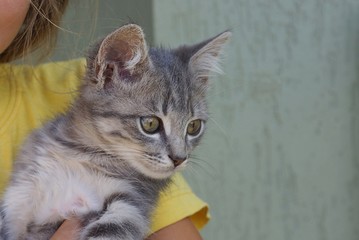 gray kitten lies on a girl's hand in yellow clothes