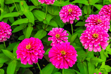 Fototapeta premium Beautiful abstract texture color red purple and pink flowers trees plants and forest landscape in the public nature green city parks and gardens