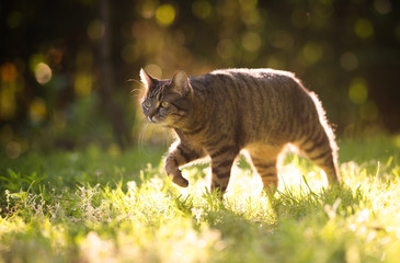 tabby domestic shorthair cat walking on grass outdoors in nature hunting in sunlight on a sunny...