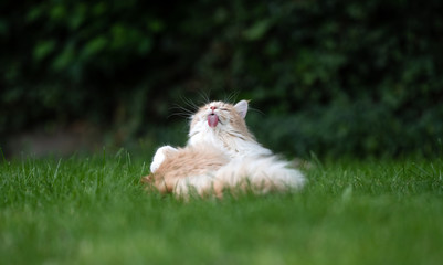 young cream tabby ginger maine coon cat grooming on grass in the back yard sticking out tongue licking long fur