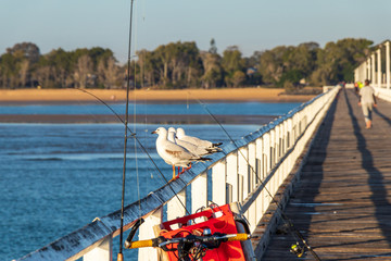 fishing rods lean against pier