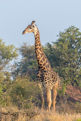South African Giraffe looking sideways