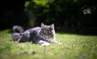 Naklejka na ściany i meble young playful blue tabby maine coon cat on grass in the garden looking at camera curiously