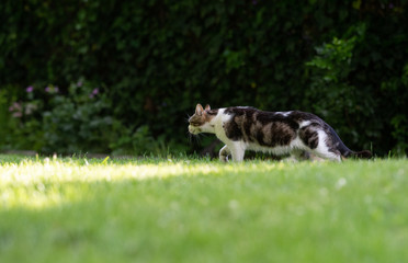 Obraz na płótnie Canvas side view of a white brown spotted domestic shorthair cat on the prowl in the garden on a sunny summer day
