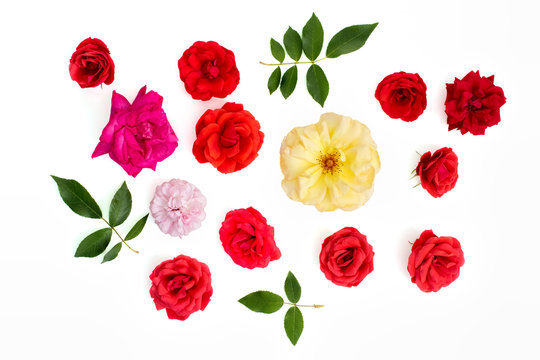 Real rose flower selection. Craft crop cut-out . White background flat-lay.