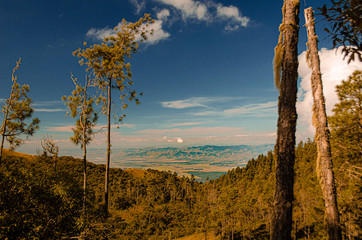 Obraz premium tree in mountains