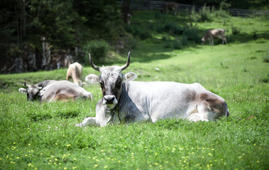 Fototapeta premium Alpine cow. Portrait of a gray beautiful cow in a high alpine meadow.