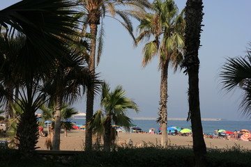 Fototapeta na wymiar cocotero española en la costa del sol 