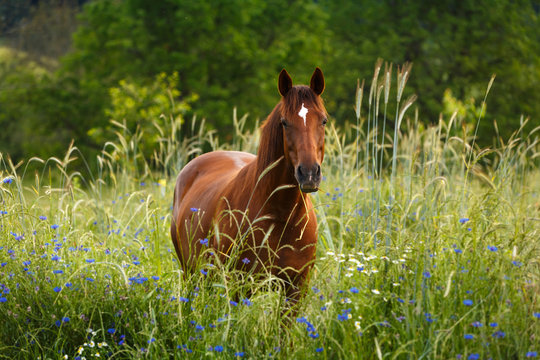 Pferd im Kornblumenfeld