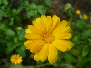 Obraz premium Summer yellow flowers on a green background. screensaver on nature desktop