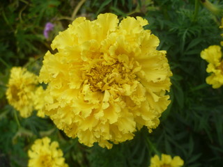 Fototapeta premium Summer yellow flowers on a green background. screensaver on nature desktop