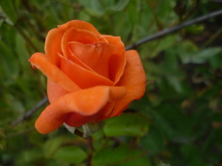 Obraz premium beautiful fragrant pink rose on a background of green leaves