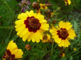 Summer yellow flowers on a green background. screensaver on nature desktop