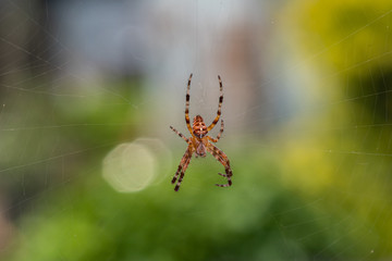 pająk krzyżak ogrodowy na pajęczynie
