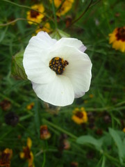 beautiful white flower gypsy eye green leaves