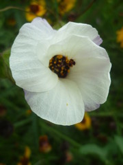 beautiful white flower gypsy eye green leaves