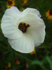 beautiful white flower gypsy eye green leaves