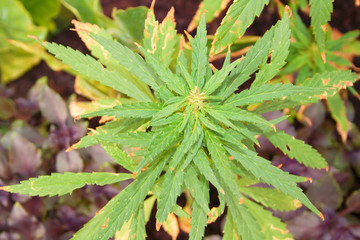 vegetation marijuana plants, cannabis cultivation, Growing indica cannabis, marijuana leaves, herb medicinal