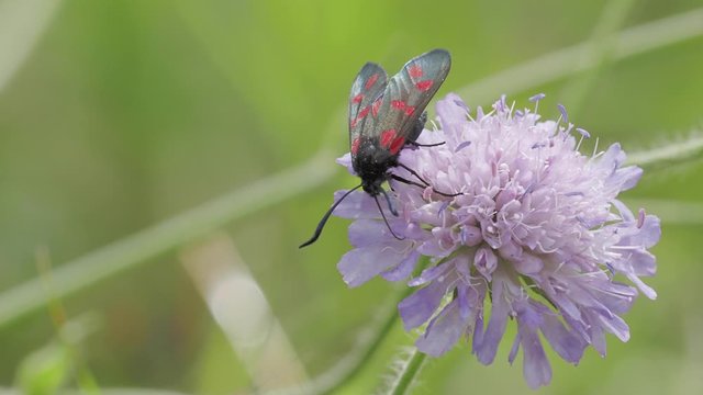 Six-spot Burnet Day Moth on Field Scabious