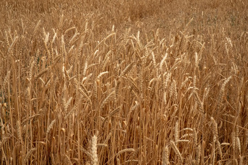 Ripe ears of wheat in the field