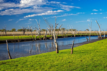 Dead trees at the swamp of Lake Argyle at sunset with blue sky as background at the outback in Australia – wallpaper