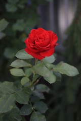 red rose in garden