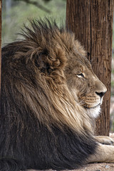 African Lion.Male. Lying down. Head shot.