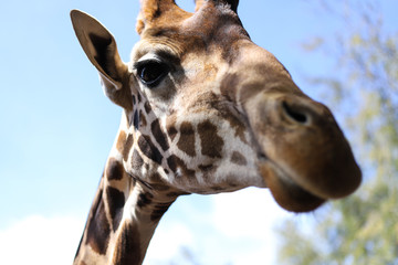 Portrait einer Giraffe Wildniss Park streicheln füttern 