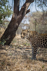 Leopard Cheetah Safari Südafrika