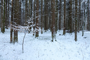 Cold morning in the snowy winter forest with snowflakes.