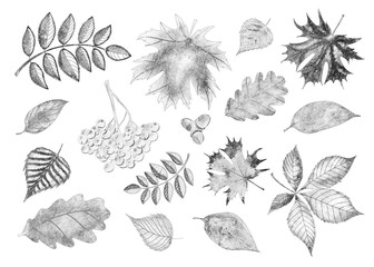 Set of black and white autumn leaves on a white background