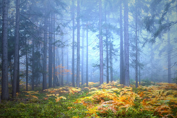 Magical foggy autumn season forest landscape with golden fern plants.