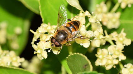 Hain-Schwebfliege, Episyrphus balteatus, Schwebflieg, Fliege, Wespe, Insekt, Tier, Natur, Blüten, Makro