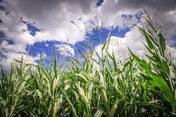 Corn Field Closeup © Tomasz Zajda