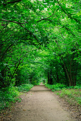 thick overgrown green trees above the road in park