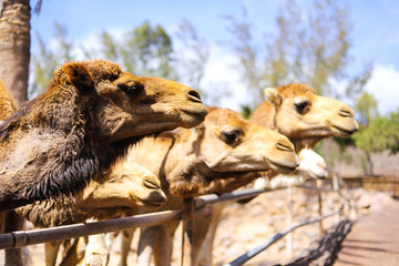Drei Kamele Fuerteventurea Spanien Kanaren