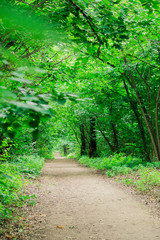 Obraz premium thick overgrown green trees above the road in park