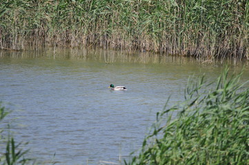 The beautiful bird Aythya nyroca (Ferruginous Duck) in the natural environment