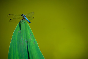 dragonfly on a leaf