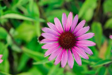 Obraz premium Echinacea flower purple , close-up flower bloomed in the garden.