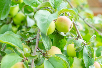 ripe apples on a branch